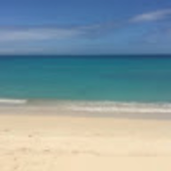 shanawilliam377